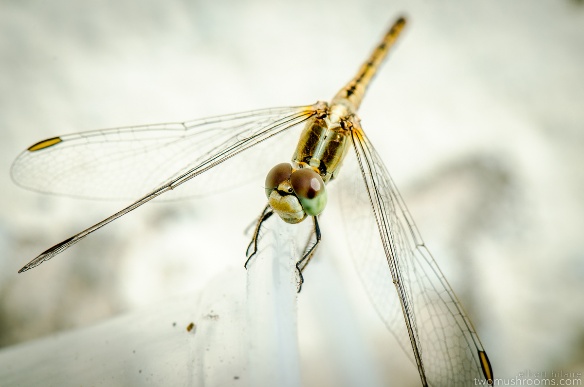 Yellow dragonfly